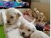 PoulaTo: Καθαρόαιμα Golden Retriever κουτάβια